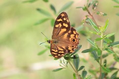Heteronympha banksii