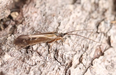 Limnephilus auricula