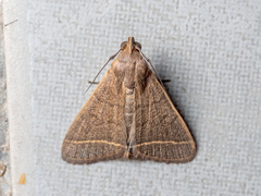 Simplicia cornicalis