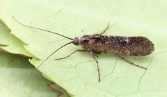 Limnephilus sparsus
