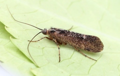 Limnephilus sparsus