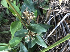 Leichhardtia suaveolens