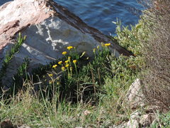 Limbarda crithmoides longifolia