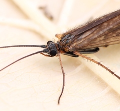 Melampophylax mucoreus