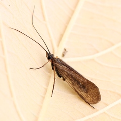 Melampophylax mucoreus