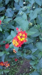 Lantana