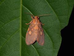 Ammatho cuneonotatus