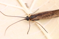 Melampophylax mucoreus