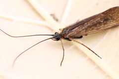 Melampophylax mucoreus