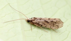 Plectrocnemia conspersa