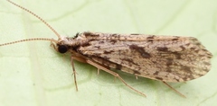 Plectrocnemia conspersa