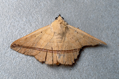 Armana nigraericta