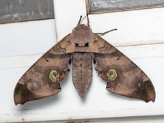 Daphnusa ocellaris