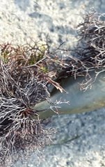 Vertebrata lanosa