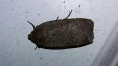Abagrotis