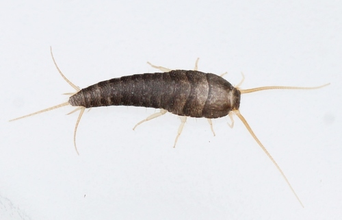 Common Silverfish, photo 5 of 10