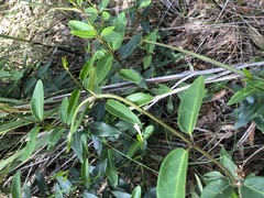 Leichhardtia suaveolens