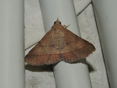 Hypospila bolinoides