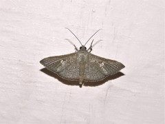 Banisia