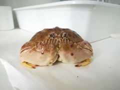 Calappa granulata