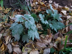 Leonurus quinquelobatus