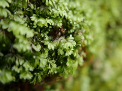 Hymenophyllum wilsonii