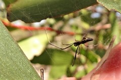 Argyrodes alannae