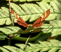 Abisara