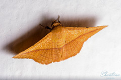 Striglina