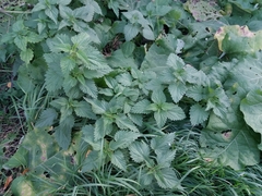 Urtica dioica