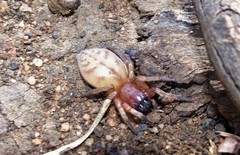 Clubiona robusta