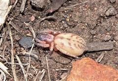 Clubiona robusta
