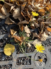 Scorzoneroides autumnalis