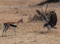 Martial Eagle photo 5