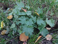 Leonurus quinquelobatus