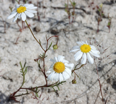 Brachyscome iberidifolia