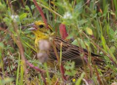Emberiza citrinella