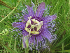 Passiflora incarnata × cincinnata