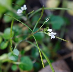 Cardamine scutata