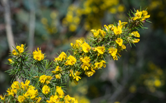 Pultenaea acerosa
