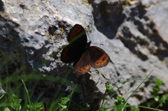Erebia triarius