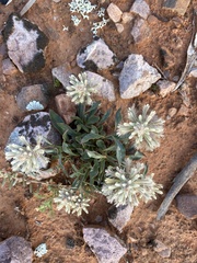 Ptilotus angustifolius