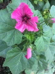 Malva trimestris