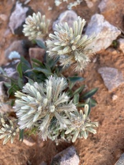 Ptilotus angustifolius