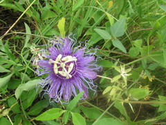 Passiflora incarnata × cincinnata