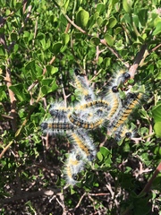 Bombycomorpha bifascia