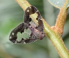 Ricanoptera fenestrata