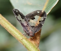 Ricanoptera fenestrata