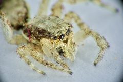 Menemerus bivittatus