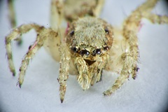 Menemerus bivittatus